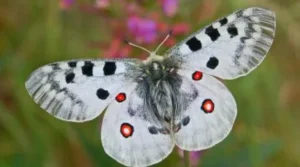 mariposa apolo