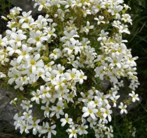 saxifraga trifurcata